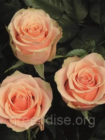 Троянда чайно-гібридна "Примавера" (Rose Primavera) &mdash; вишуканість у ніжно-жовтих відтінках 10231 фото