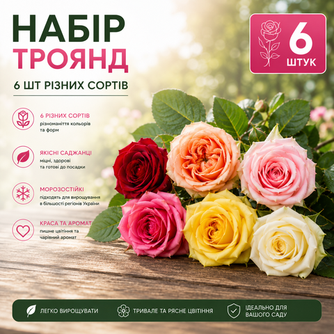 Набір Троянд 6шт (Сорти різні) 8954 фото