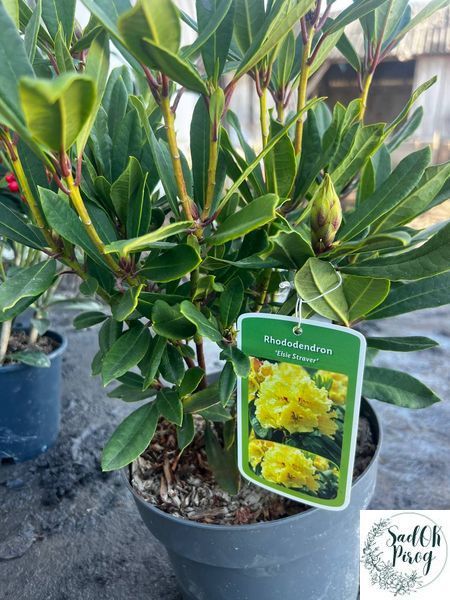 Рододендрон "Elsie Straver" (Rhododendron hybrid Elsie Straver) 6-летний 301304 фото