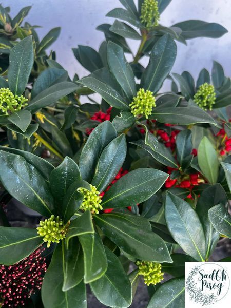 Рододендрон "Elsie Straver" (Rhododendron hybrid Elsie Straver) 6-летний 301304 фото