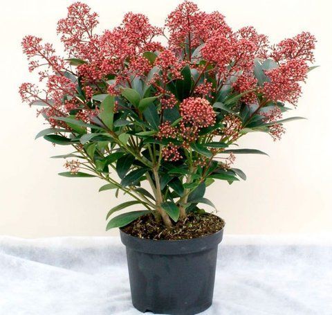 Скіммія японська (Skimmia japonica) &ndash; саджанець 34350 фото
