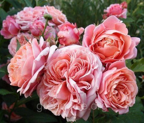 Троянда чайно-гібридна "Мері Енн" (Rose Mary Ann) &ndash; мідно-абрикосова розкіш із чарівним ароматом 10237 фото