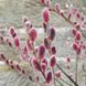Ива тонкостолбнячная "Маунт Асо" (Salix gracilistyla Mount Aso ) на штамбе 4004 фото 1
